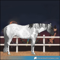 Horse Color:White Spotted Blue Roan