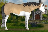 Horse Color:Buckskin Dun Splash