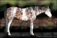 Horse Color:White Spotted Bay 