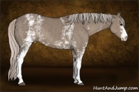 Horse Color:White Spotted Silver Grullo 