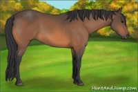 Horse Color:Buckskin 