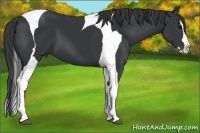 Horse Color:Black Splash Tobiano