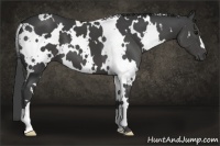 Horse Color:White Spotted Smoky Black