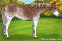 Horse Color:White Spotted Chestnut 