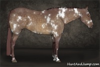 Horse Color:White Spotted Chocolate Buckskin
