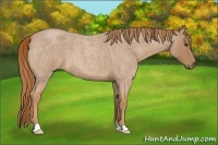 Horse Color:Red Roan 