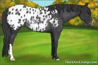 Horse Color:Black Appaloosa Rabicano 