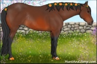 Horse Color:Bay Rabicano 