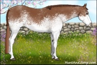 Horse Color:White Spotted Chestnut 