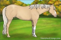Horse Color:Gold Cream Champagne 
