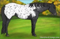 Horse Color:Black Appaloosa Rabicano 