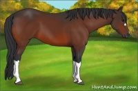 Horse Color:Bay 