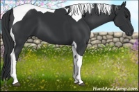 Horse Color:Black Tobiano 