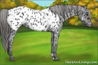 Horse Color:Black Near Leopard 