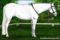 Horse Color:Palomino Near Leopard  and Palomino Splash Near Leopard 