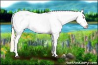 Horse Color:Palomino Appaloosa  and Gray Palomino Appaloosa 