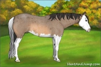 Horse Color:Buckskin Roan Splash