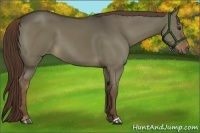 Horse Color:Liver Red Dun 