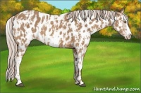Horse Color:Palomino Splash Near Leopard and Palomino Splash Frame Near Leopard