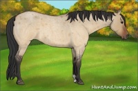 Horse Color:Brown Roan Dun