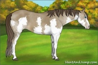 Horse Color:Liver Red Dun Sabino Splash