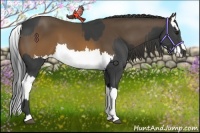 Horse Color:Smoky Black  and Buckskin Splash 