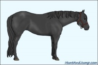 Horse Color:Smoky Black 