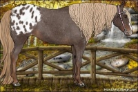 Horse Color:Liver Chestnut Appaloosa 