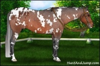 Horse Color:White Spotted Brown Varnish 