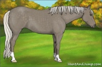 Horse Color:Silver Smoky Blue Roan 