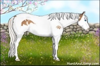 Horse Color:White Spotted Silver Buckskin Splash Tobiano