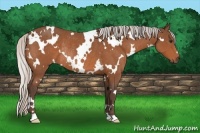 Horse Color:White Spotted Silver Bay Rabicano