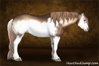 Horse Color:Liver Red Onyx Sabino Splash Frame