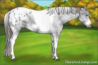 Horse Color:White Spotted Black Splash Tobiano Frame Varnish
