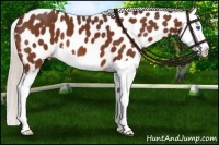 Horse Color:Silver Bay Splash Near Leopard 
