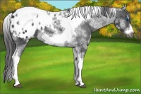 Horse Color:White Spotted Black Splash Tobiano Frame Varnish 