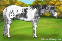 Horse Color:White Spotted Black Splash Tobiano Frame Appaloosa 