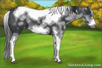 Horse Color:White Spotted Black Splash Tobiano Frame Appaloosa