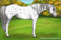 Horse Color:White Spotted Black Splash Tobiano Frame Near Leopard 