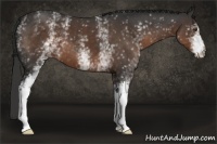 Horse Color:White Spotted Liver Chestnut 