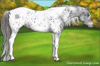 Horse Color:White Spotted Black Splash Tobiano Frame Appaloosa 