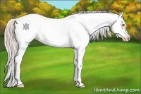 Horse Color:White Spotted Silver Classic Champagne Dun Splash Frame