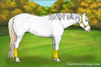 Horse Color:Amber Cream Champagne Roan Splash Appaloosa 