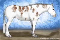 Horse Color:White Spotted Silver Bay Splash 