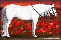 Horse Color:White Spotted Buckskin Splash 