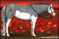 Horse Color:Smoky Blue Roan Splash