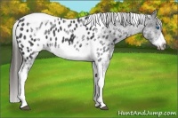 Horse Color:White Spotted Black Splash Tobiano Frame Near Leopard 