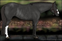 Horse Color:Liver Chestnut Rabicano