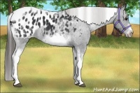 Horse Color:White Spotted Black Splash Tobiano Frame Appaloosa 