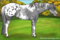Horse Color:White Spotted Black Splash Tobiano Frame Appaloosa